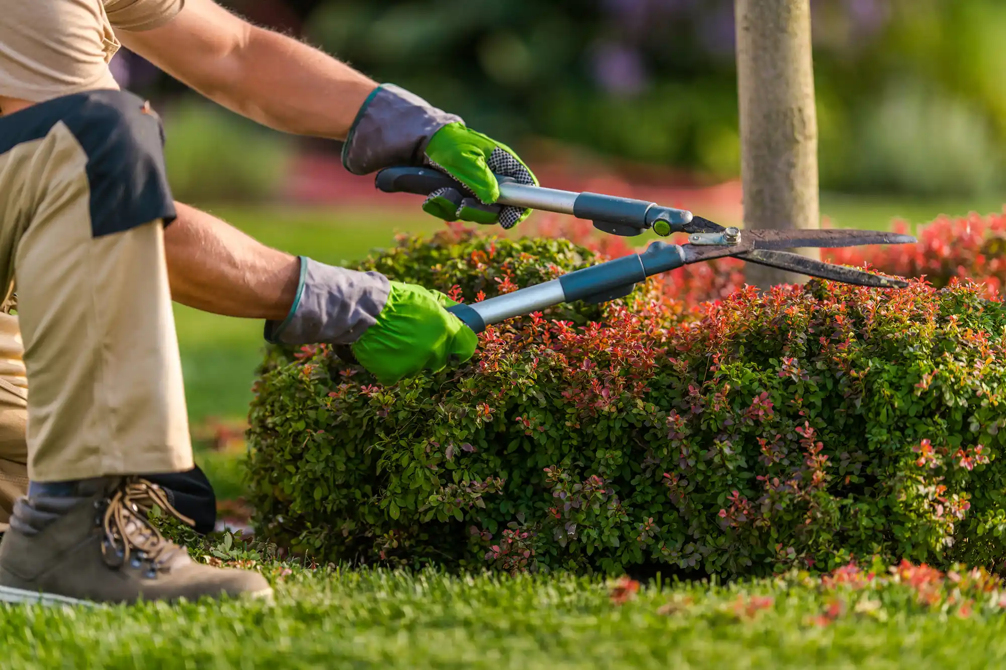 Landscaper Landscaper