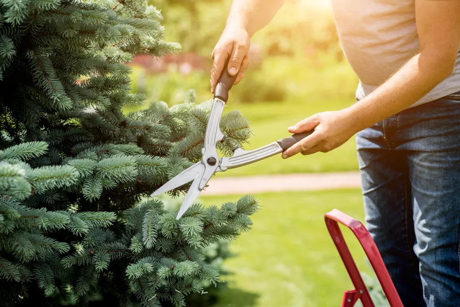 Landscaping Landscaping