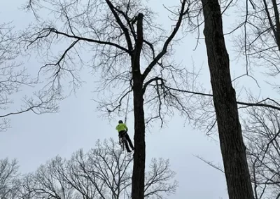 Tree Care