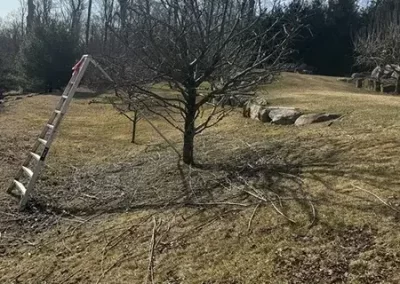 Tree Care