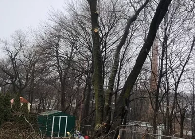 Tree Care