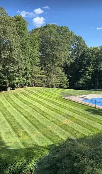 Tree Expert in Mount Kisco, NY Tree Expert in Mount Kisco, NY