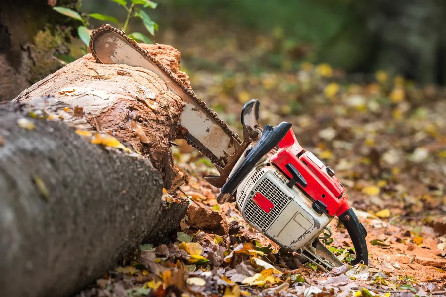 Reliable Tree Removal Tree Removal