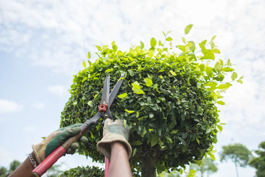 Reliable Tree Trimming Tree Trimming